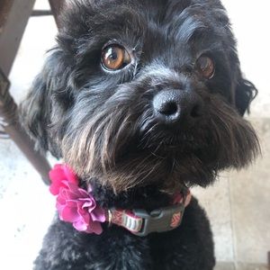 Meet your Posher, Taylor